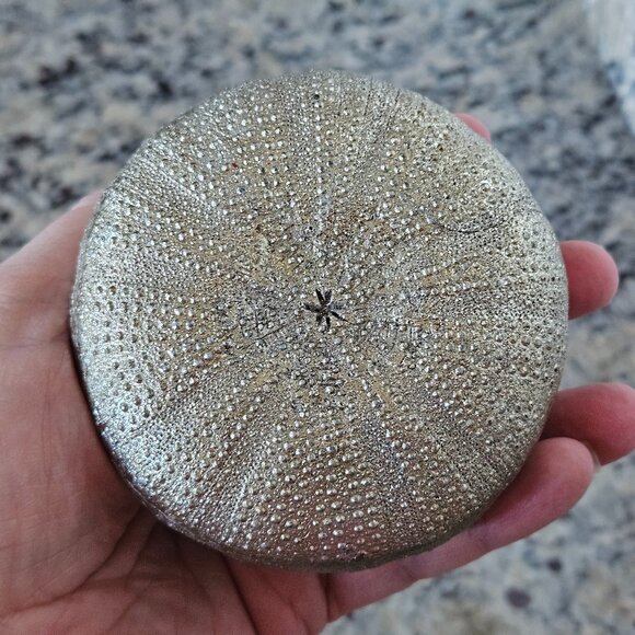 REGINA ANDREW SILVER SEA URCHIN COASTAL BEACH VASE FILLER HOME TABLE DECOR - Picture 6 of 6